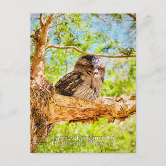 Tawny Frog Mouth Postkarte