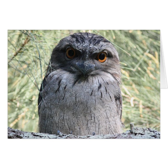 Tawny Frogmouth (Vorderseite (Horizontal))