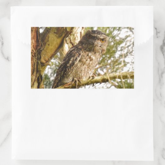 TAWNY FROGMOUTH QUEENSLAND AUSTRALIA RECHTECKIGER AUFKLEBER (Tasche)