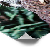 Tawny Frogmouth, Tasmanien, Australien Poster (Ecke)