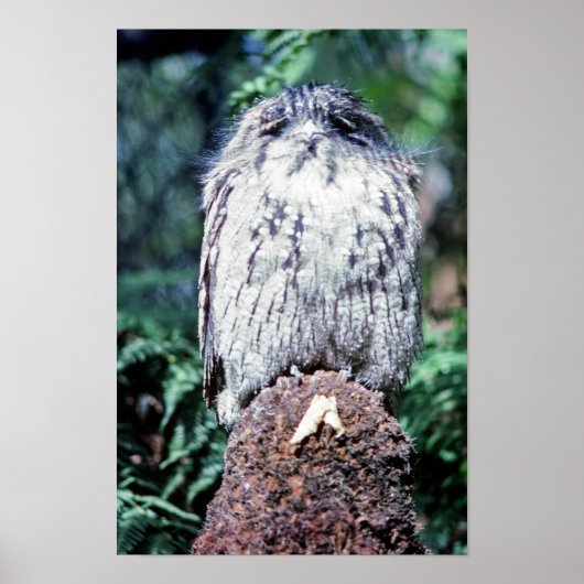 Tawny Frogmouth, Tasmanien, Australien Poster (Vorne)