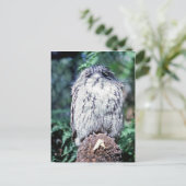 Tawny Frogmouth, Tasmanien, Australien Postkarte (Stehend Vorderseite)