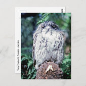 Tawny Frogmouth, Tasmanien, Australien Postkarte (Vorne/Hinten)