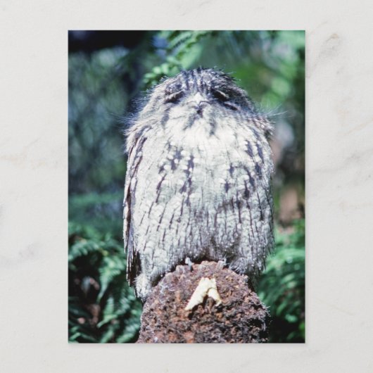 Tawny Frogmouth, Tasmanien, Australien Postkarte (Vorderseite)