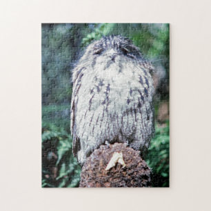 Tawny Frogmouth, Tasmanien, Australien Puzzle