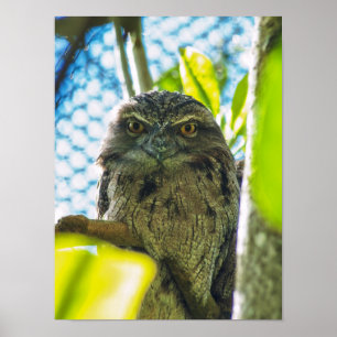 Tawny ist keine Eule Poster