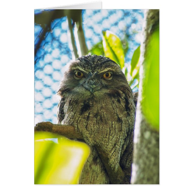 Tawny ist No Owl (Vorne)