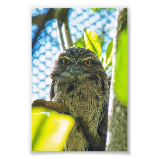 Tawny ist No Owl Fotodruck (Vorne)