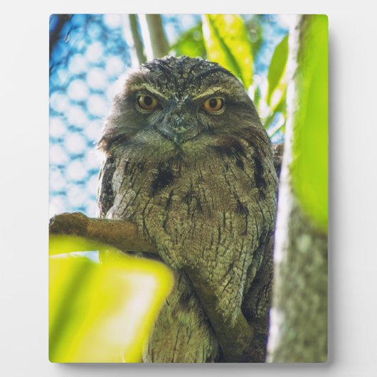 Tawny ist No Owl Fotoplatte (Vorderseite)