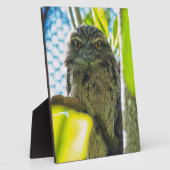 Tawny ist No Owl Fotoplatte (Seite)