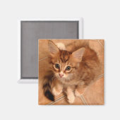 Tawny Kitty Magnet (Vorderseite/Rückseite)