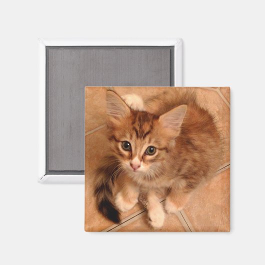 Tawny Kitty Magnet (Vorderseite/Rückseite)