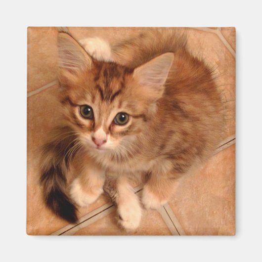 Tawny Kitty Magnet (Vorne)