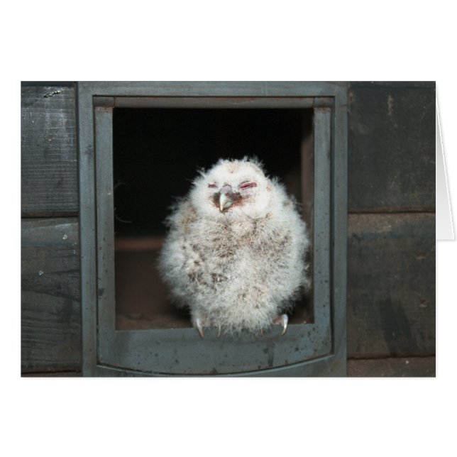 Tawny Owl (Vorderseite (Horizontal))