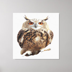 Tawny Owl mit Claws Leinwanddruck