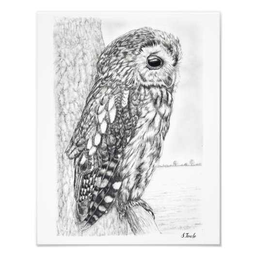 Tawny Owl Pencil Zeichnend Fotodruck (Vorne)