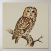 Tawny Owl Perched on Branch Poster (Vorne)