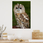 Tawny Owl Poster (Küche)