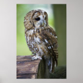 Tawny Owl Poster (Vorne)