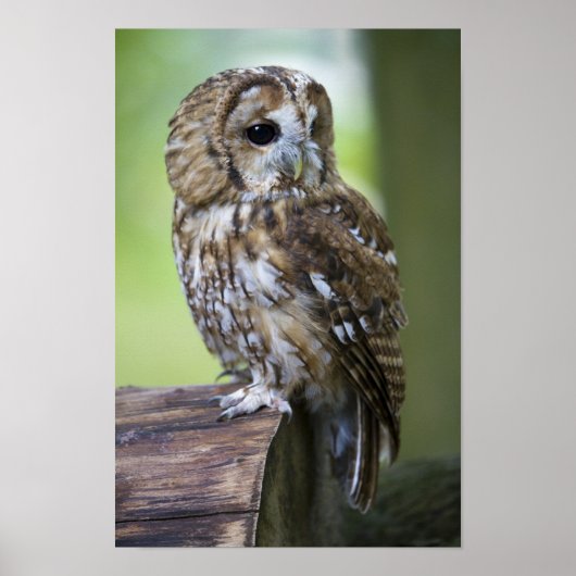 Tawny Owl Poster (Vorne)