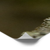 Tawny Owl Poster (Ecke)