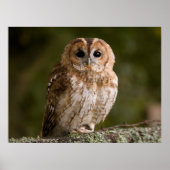 Tawny Owl Poster (Vorne)