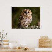 Tawny Owl Poster (Küche)