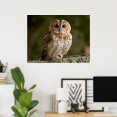 Tawny Owl Poster (Heimbüro)