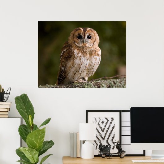 Tawny Owl Poster (Heimbüro)