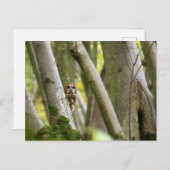 Tawny Owl Postkarte (Vorne/Hinten)