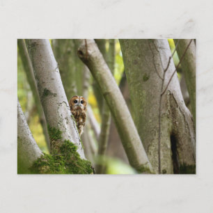 Tawny Owl Postkarte