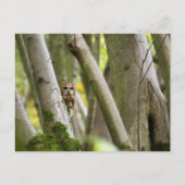 Tawny Owl Postkarte (Vorderseite)