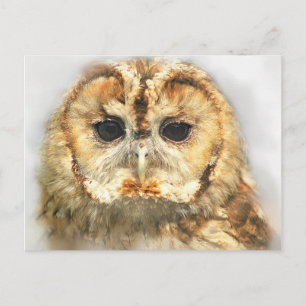 Tawny Owl Postkarte