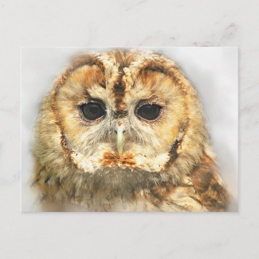 Tawny Owl Postkarte (Vorderseite)