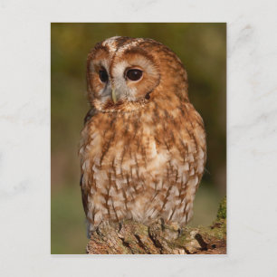 Tawny Owl (Strix aluco) Postkarte