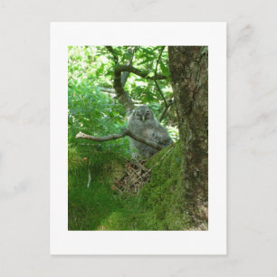 Tawny Owlet in einem alten Eichenbaum Postkarte
