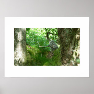 Tawny Owlet in einem antiken Oak Trester Poster