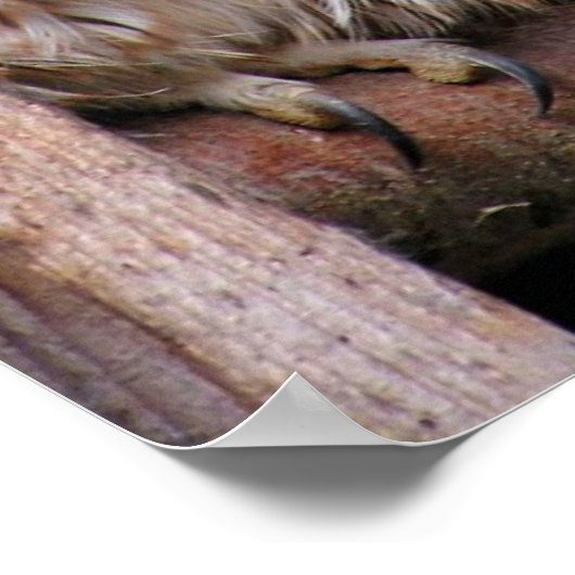 Tawny Owls Poster (Ecke)