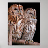 Tawny Owls Poster (Vorne)