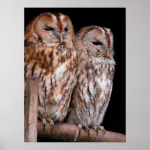 Tawny Owls