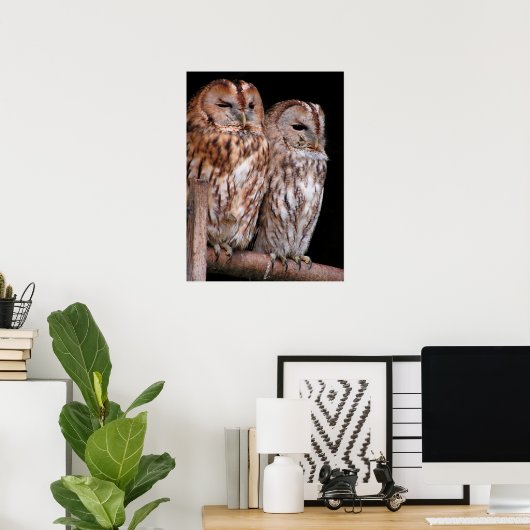 Tawny Owls Poster (Heimbüro)