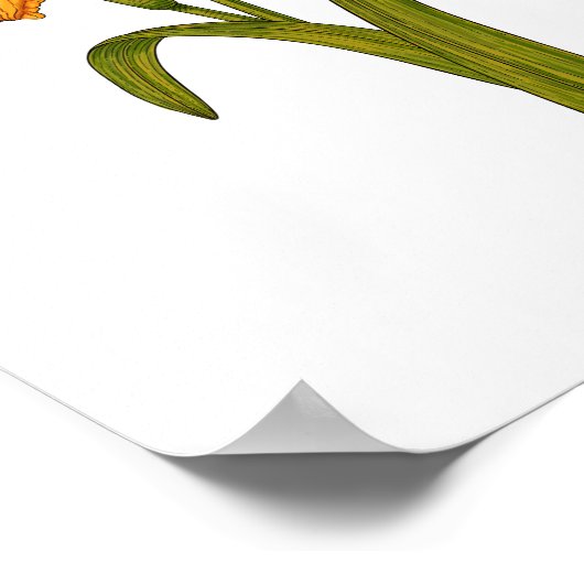 Tawny Taglilie Poster (Ecke)