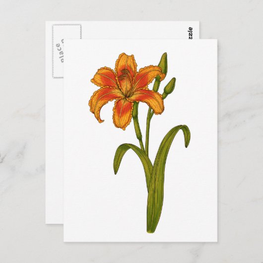 Tawny Taglilie Postkarte (Vorne/Hinten)