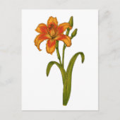 Tawny Taglilie Postkarte (Vorderseite)