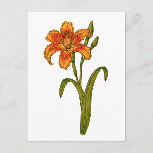 Tawny Taglilie Postkarte (Vorderseite)