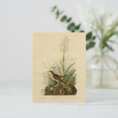 Tawny Thrush (Veery) - Audubons Vögel von Amerika Postkarte (Stehend Vorderseite)