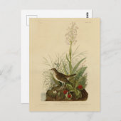Tawny Thrush (Veery) - Audubons Vögel von Amerika Postkarte (Vorne/Hinten)