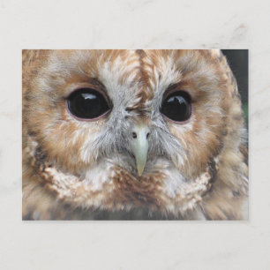 Tawny Uhenkarte Postkarte