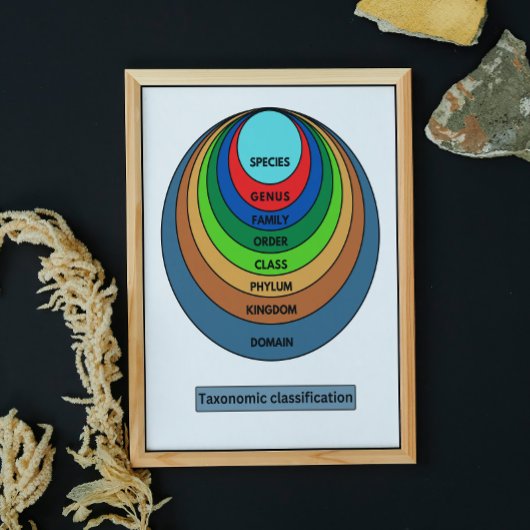 Taxonomische Klassifizierung Poster