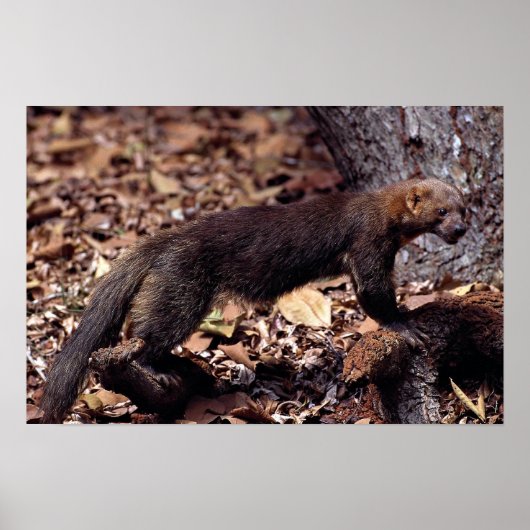 Tayra (Eira barbata) Poster (Vorne)